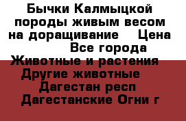 Бычки Калмыцкой породы живым весом на доращивание. › Цена ­ 135 - Все города Животные и растения » Другие животные   . Дагестан респ.,Дагестанские Огни г.